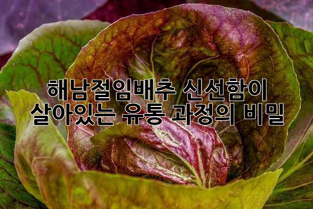 해남절임배추: 신선함이 살아있는 유통 과정의 비밀