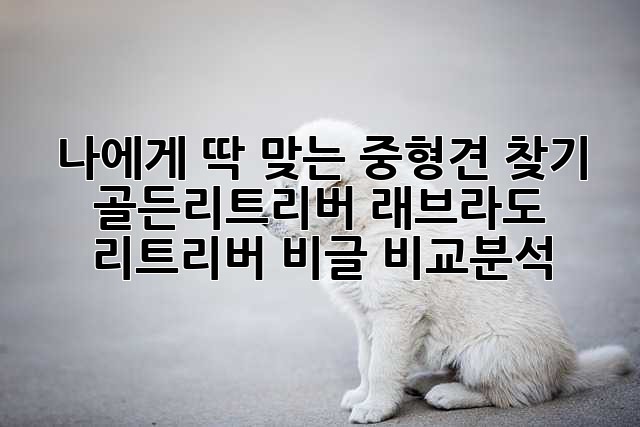 나에게 딱 맞는 중형견 찾기: 골든리트리버, 래브라도 리트리버, 비글 비교분석